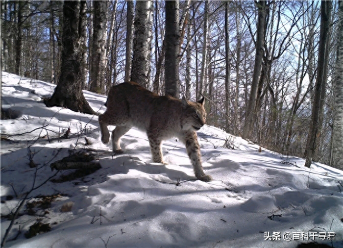 我国野生猫科动物有哪些？它们现存状况如何？来看看这些野生图像