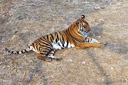 我国野生猫科动物有哪些？它们现存状况如何？来看看这些野生图像