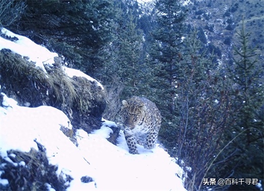 我国野生猫科动物有哪些？它们现存状况如何？来看看这些野生图像