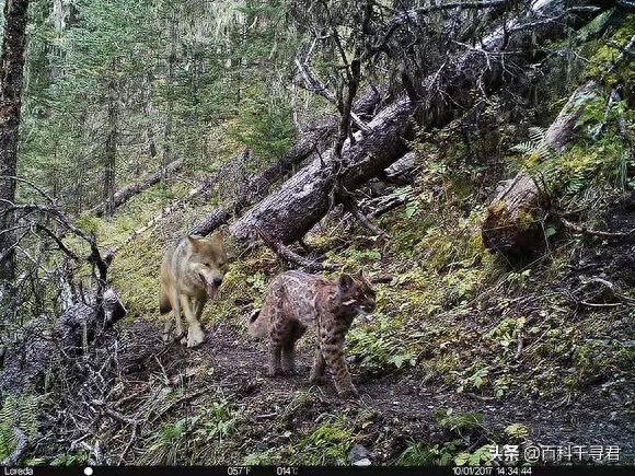 我国野生猫科动物有哪些？它们现存状况如何？来看看这些野生图像