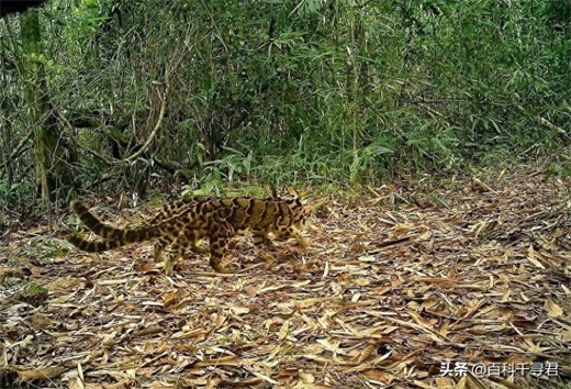 我国野生猫科动物有哪些？它们现存状况如何？来看看这些野生图像