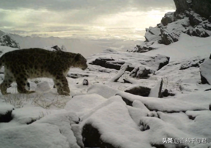 我国野生猫科动物有哪些？它们现存状况如何？来看看这些野生图像