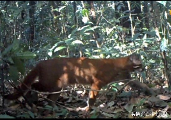 我国野生猫科动物有哪些？它们现存状况如何？来看看这些野生图像