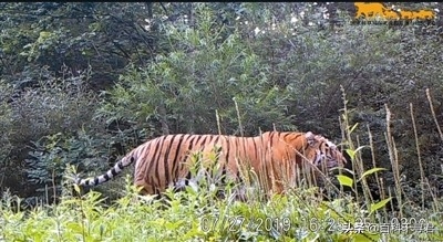 我国野生猫科动物有哪些？它们现存状况如何？来看看这些野生图像