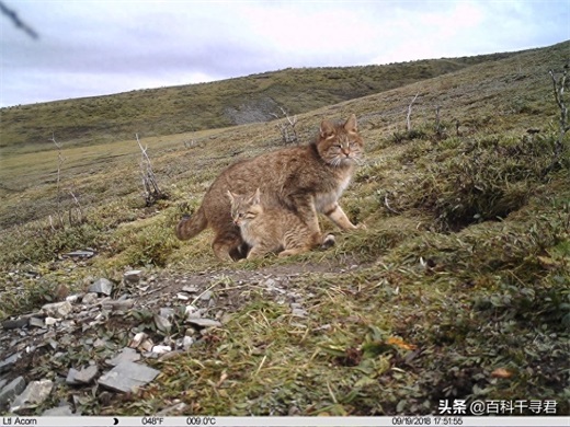 我国野生猫科动物有哪些？它们现存状况如何？来看看这些野生图像