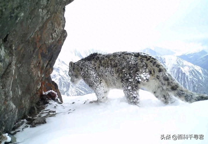 我国野生猫科动物有哪些？它们现存状况如何？来看看这些野生图像