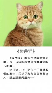 ​《我是猫》精彩句子摘录