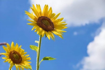 ​向日葵花语是啥 向日葵花语是?