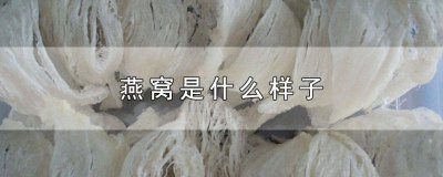 ​岩石燕窝是什么样子的图片和价格 岩石燕窝讲解