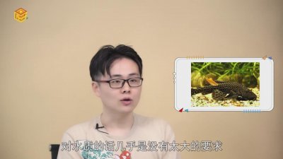 ​清道夫吃什么食物 清道夫吃什么饵料