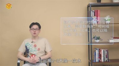 ​绿萝水培是不是只用水就可以了 绿萝水培需要换水吗