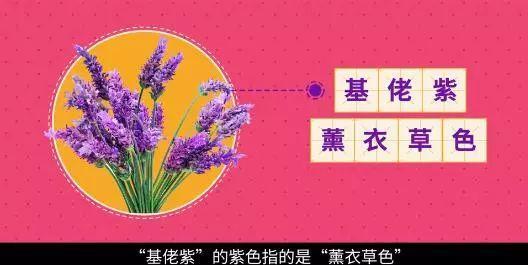 紫色本是富贵色，为何变成“基佬紫”？丨视知百科