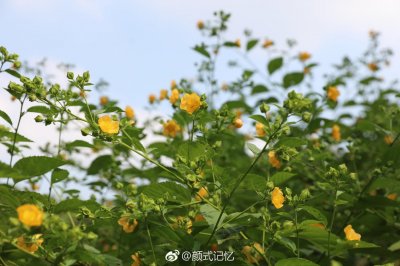 ​小金花（未查实花名），网查都是几十厘米高的小植物