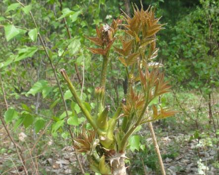 被誉为天下第一山珍野菜