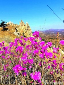 ​花香满径岠嵎山