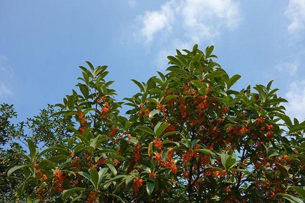 花卉金桂与丹桂有什么区别