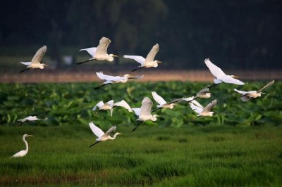 ​山西平陆：黄河湿地 鸟儿乐园