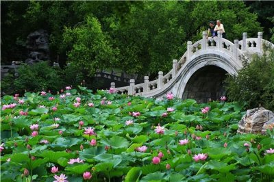 ​盛夏已至，古莲花池邀您赏荷、纳凉