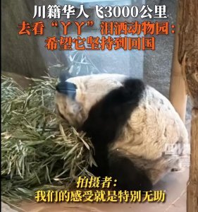 ​哭了！在美华人飞3000公里探望大熊猫丫丫，泪洒当场