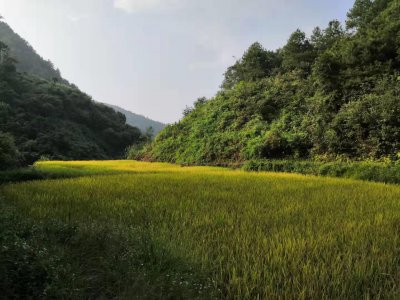 ​初三历史之封建时代的欧洲之西欧庄园