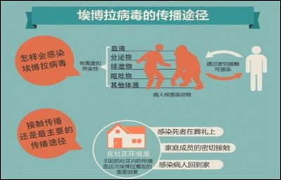 ​能使人内脏融化、呕肝沥血的埃博拉病毒