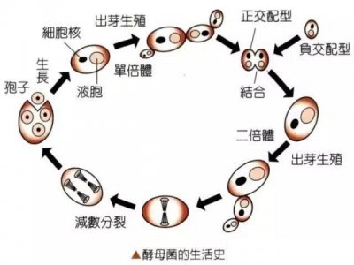 ​酵母抽提物的作用与功效怎么样？名膜壹号成分真相就在这？