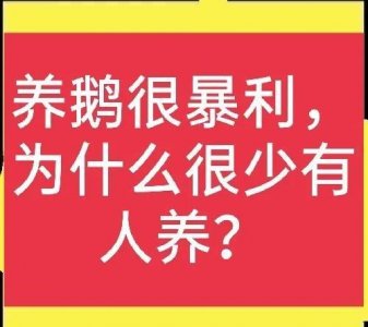 ​养鹅利润非常高，为什么养的人并不多？原因很无奈！(推荐好文)