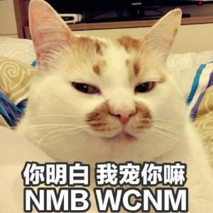 ​一组楼楼猫表情包合集，以后再也不会更新了